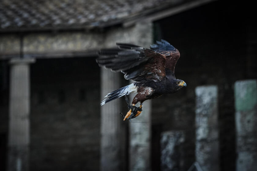 Le guardiane alate di Pompei, due rapaci a "difendere" gli scavi dai piccioni