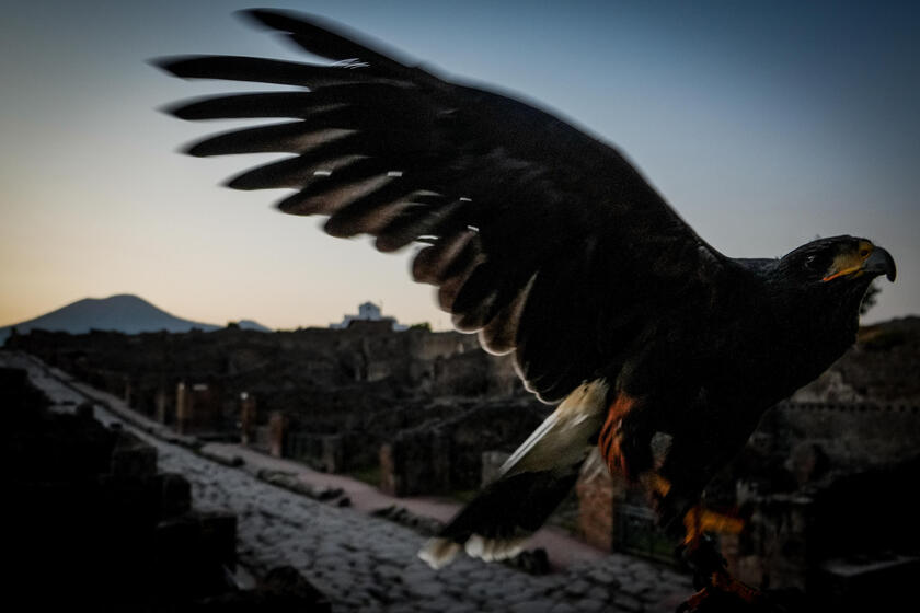 Le guardiane alate di Pompei, due rapaci a "difendere" gli scavi dai piccioni