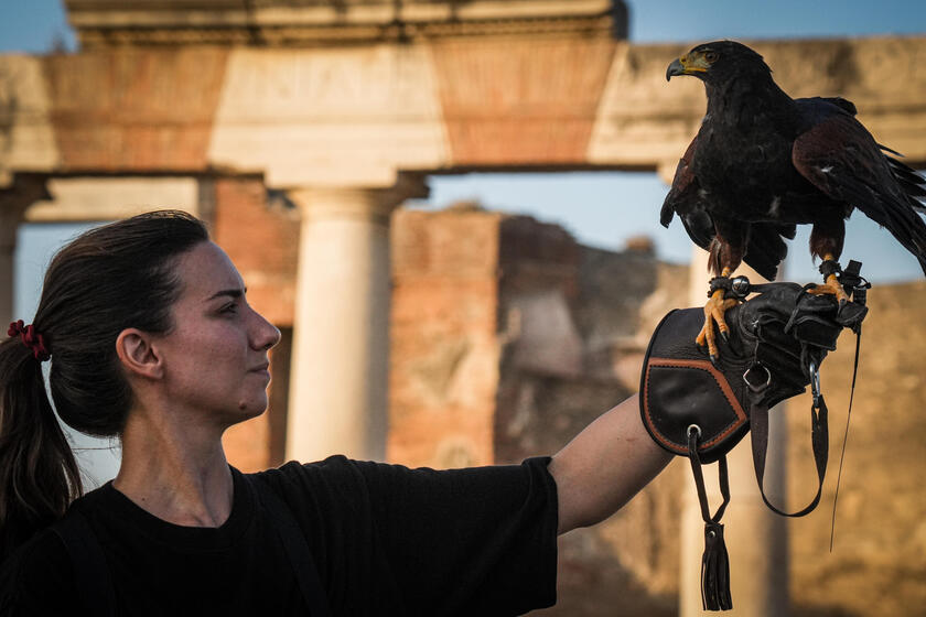 Le guardiane alate di Pompei, rapaci contro i piccioni che rovinano gli scavi