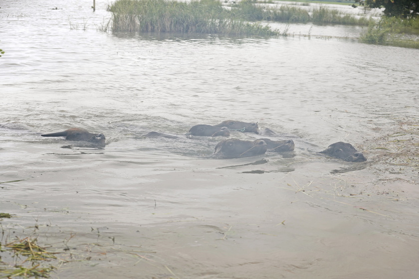 Floods in Myanmar due to Typhoon Yagi