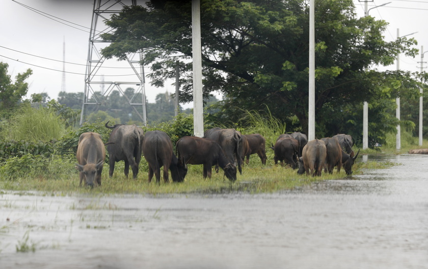 Floods in Myanmar due to Typhoon Yagi