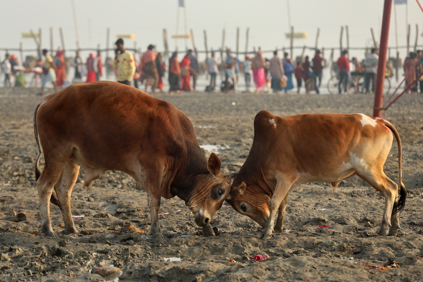 Festival religioso annuale Gangasagar Mela su isola di Sagar