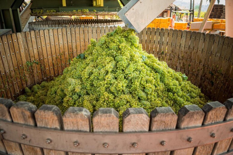 Al via vendemmia in Franciacorta, buono lo stato sanitario delle uve - RIPRODUZIONE RISERVATA