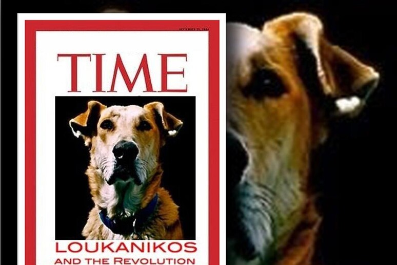 Il Cane Loukanikos, fu personaggio dell 'anno sul Time - RIPRODUZIONE RISERVATA