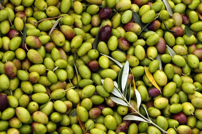 Olive © ANSA/EPA