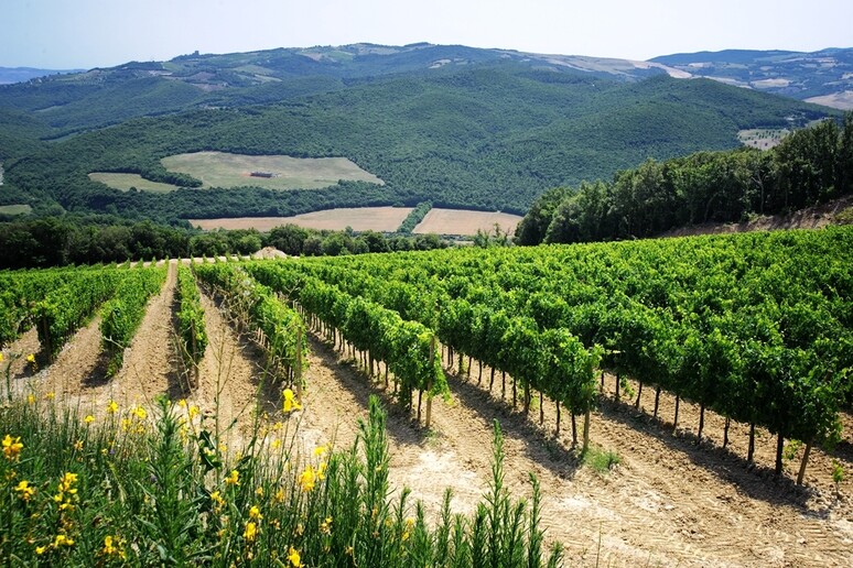 Vino: Mtv, cantine aperte in Toscana durante la vendemmia - RIPRODUZIONE RISERVATA