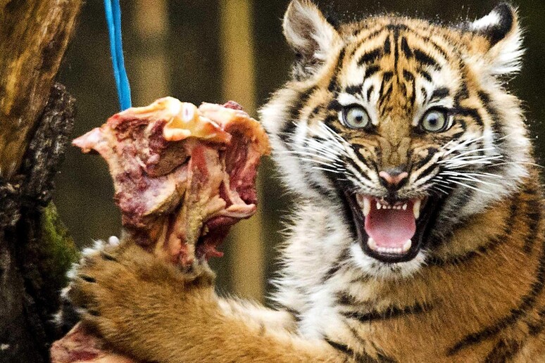 Tigre © ANSA/EPA