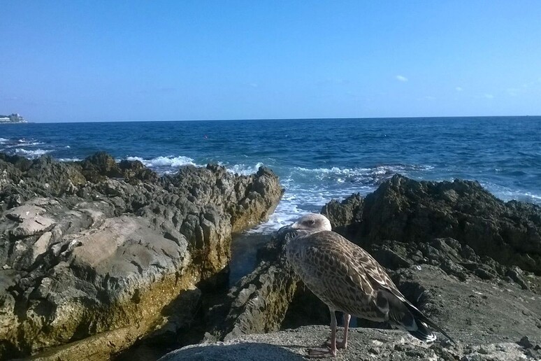 Gabbiano non vola, bagnanti portano cibo - Notizie 