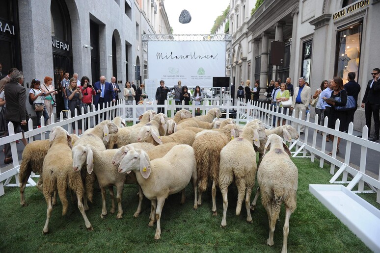 Sheep in Milan for Wool Week Fashion Luxury Ansa.it