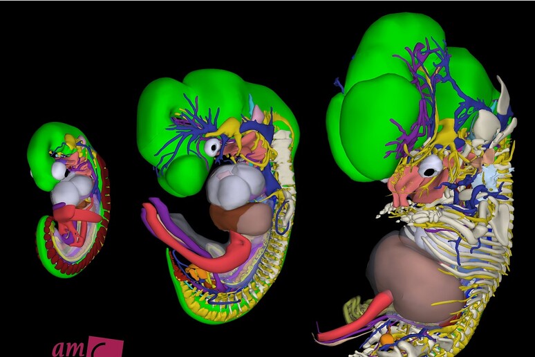 Dall'intelligenza artificiale il primo ologramma 3D dell'embrione che  cresce - Scienza e Tecnologia