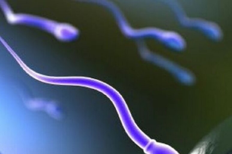 La qualità e motilità degli spermatozoi è migliore in estate - RIPRODUZIONE RISERVATA