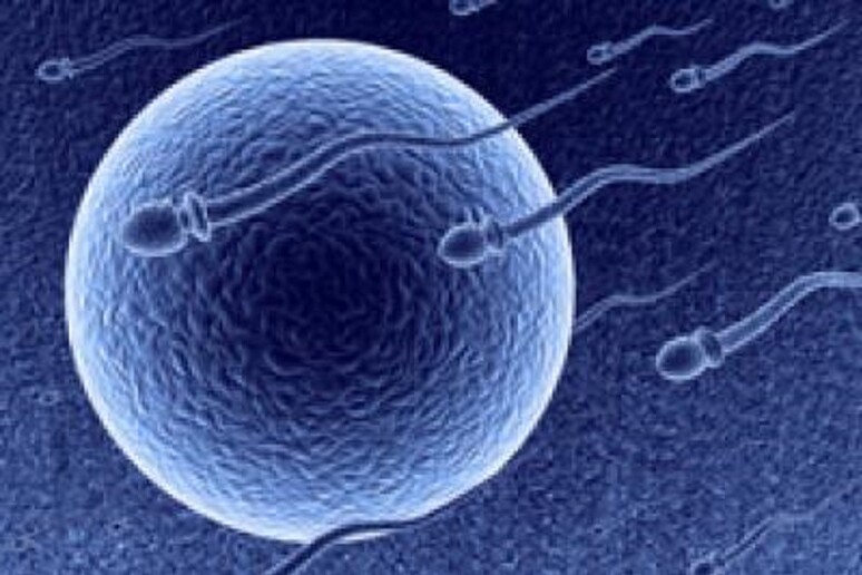 Scoperto il motore che guida veloci gli spermatozoi verso l 'ovulo (fonte: NIH) -     RIPRODUZIONE RISERVATA