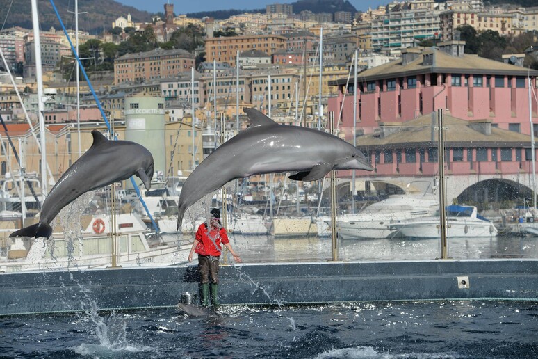 Acquario di Genova i delfini - RIPRODUZIONE RISERVATA