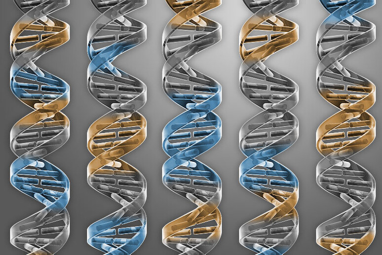 Costruito il batterio sintetico con il Dna minimo per la sopravvivenza (fonte: C. Bickel / Science, 2016) - RIPRODUZIONE RISERVATA