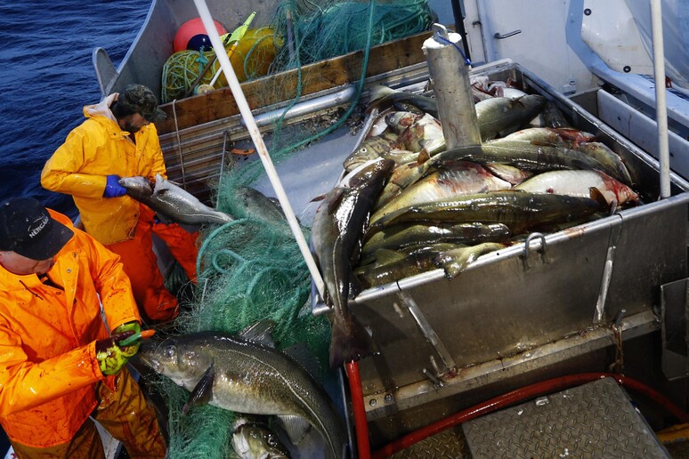 La pesca del merluzzo nel mare di Norvegia - Curiosita 