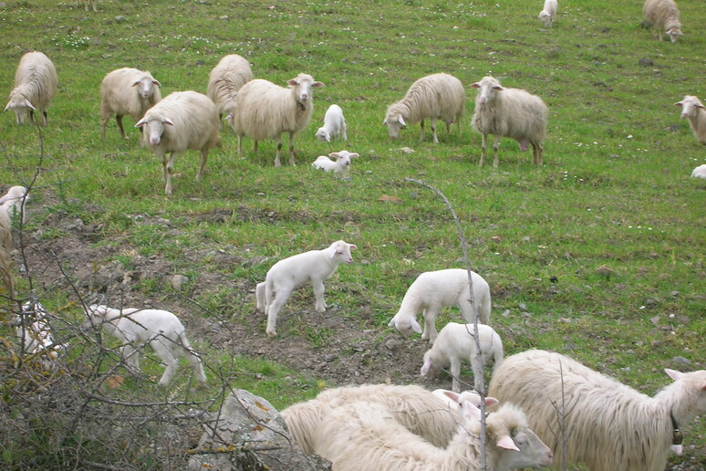 Pecore di Sardegna - RIPRODUZIONE RISERVATA