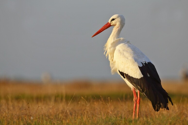 Rapporto Lipu: "L 'Ue in ritardo sui target di biodiversità per il 2030" - RIPRODUZIONE RISERVATA