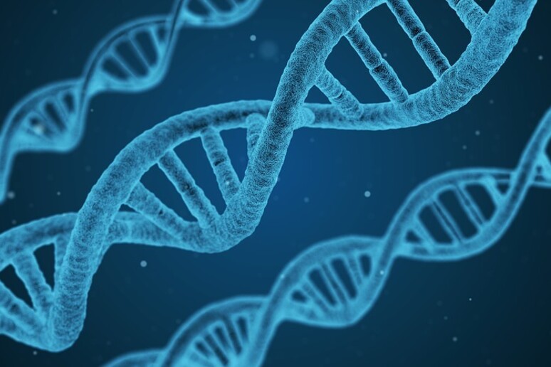 Il 75% del Dna potrebbe essere “spazzatura” (fonte: qimono, da Pixabay) - RIPRODUZIONE RISERVATA