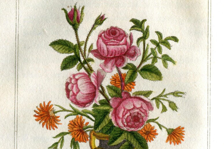 Botanica e fiori, nell'Ottocento era una storia di donne - Design e  Giardino 