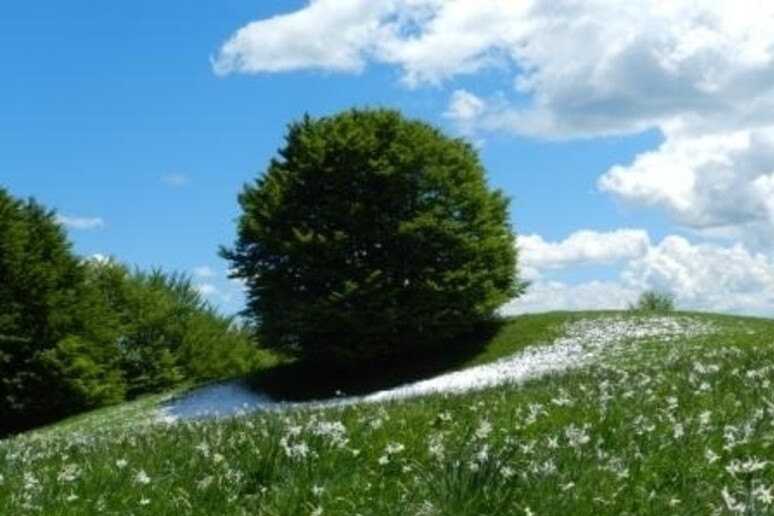 Narcisi in Parco Antola - RIPRODUZIONE RISERVATA