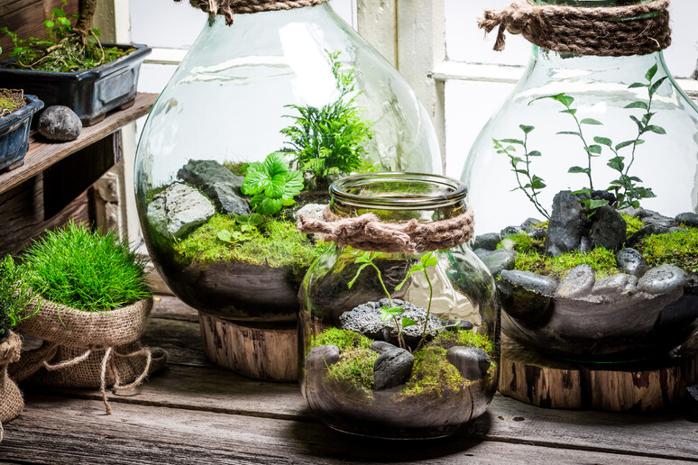 11 idee su Terrarium chiuso  piante da terrario, terrarium, giardino a  bottiglia