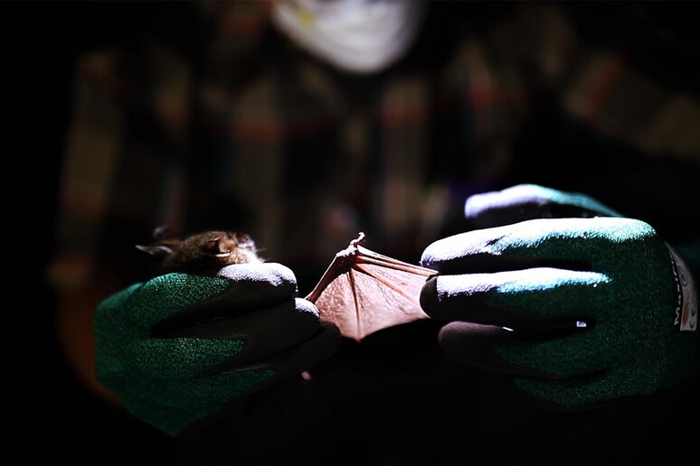 Scoperto un virus simile a quello della rosolia nei pipistrelli (fonte: E. Julka) - RIPRODUZIONE RISERVATA