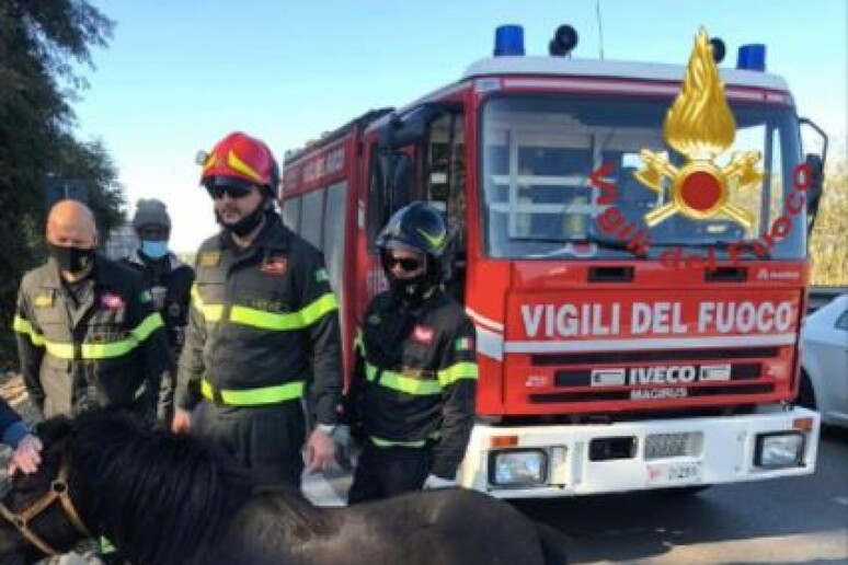 Pony crea scompiglio su statale Gallipoli - Lecce - RIPRODUZIONE RISERVATA