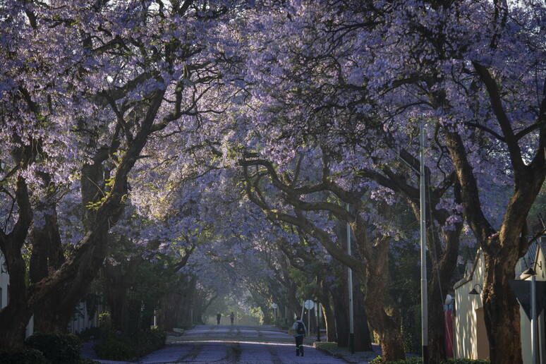 Jacaranda trees bloom in South Africa - RIPRODUZIONE RISERVATA
