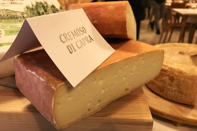 Il formaggio di capra “milanese” che ha conquistato i giudici internazionali - RIPRODUZIONE RISERVATA