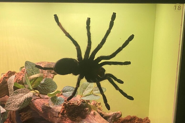 A Genova arriva Spiders, in mostra ragni e scorpioni vivi - Notizie 