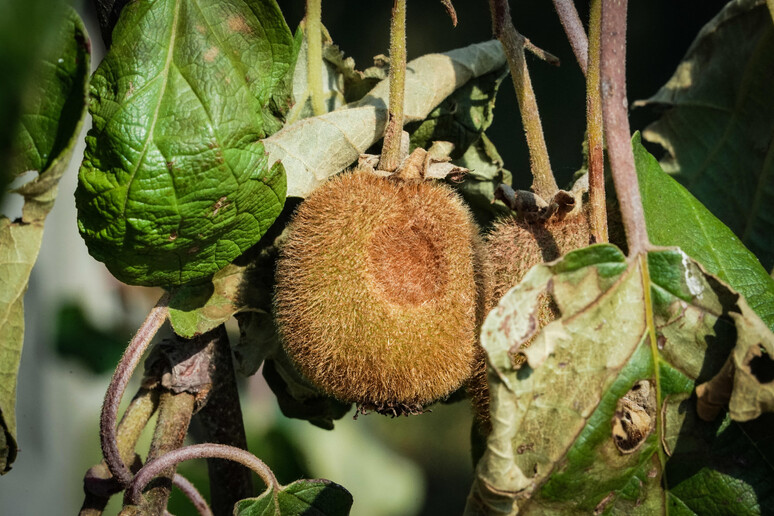 Il cancro del kiwi fa strage di frutti, -7% rispetto al 2022 -     RIPRODUZIONE RISERVATA