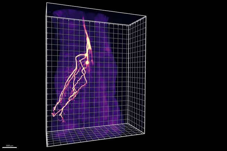 Sono state origliate per la prima volta le conversazioni che avvengono tra tessuto adiposo e cervello: a trasportare i messaggi sono dei neuroni appena scoperti, come quello evidenziato nell 'immagine (Fonte: Scripps Research) - RIPRODUZIONE RISERVATA