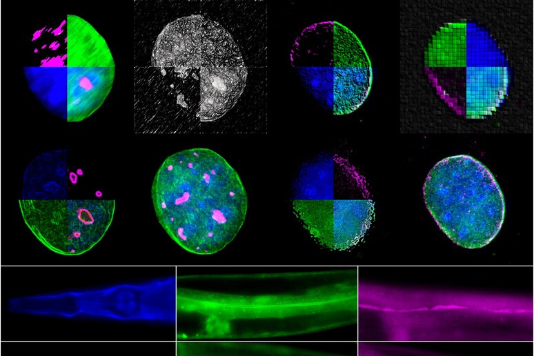 Le osservazioni che hanno permesso di individuare che la chiave di invecchiamento e fertilità è nella proteina ANC-1 (fonte: Foundation for Research and Technology - Hellas) - RIPRODUZIONE RISERVATA