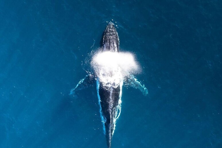 Quattro geni hanno fatto delle balene i maestosi giganti del mare che sono oggi (fonte: unsplash) - RIPRODUZIONE RISERVATA