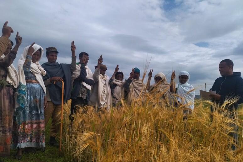 Agricoltori etiopi che hanno partecipato alla ricerca coordinata dall 'Italia (fonte: ufficio stampa della Scuola Superiore Sant 'Anna) - RIPRODUZIONE RISERVATA