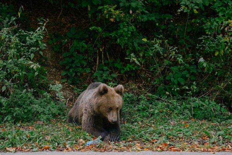 Un orso, archivio © ANSA/AFP