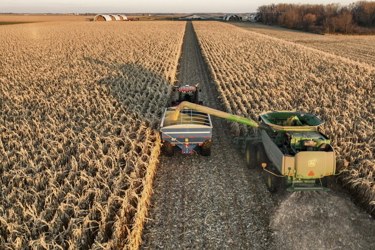 L 'Ue autorizza e rinnova per 10 anni tre colture di mais Ogm © ANSA/EPA