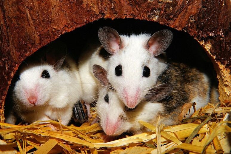 Si è scoperto nei topi come il cervello si riorganizza per prepararsi alla maternità (fonte: Pixabay) - RIPRODUZIONE RISERVATA