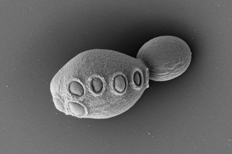 Il lievito sintetico, circa la metà dei suoi cromosomi sono stati costruiti in laboratorio (fonte: Cell/Zhao et al) - RIPRODUZIONE RISERVATA