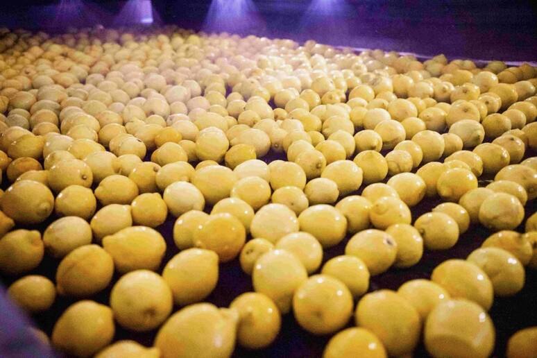 Negli Stati Uniti succo di limone italiano al top vendite - Business 