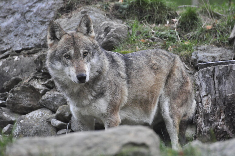 Ue propone di ridurre lo status di protezione dei lupi -     RIPRODUZIONE RISERVATA
