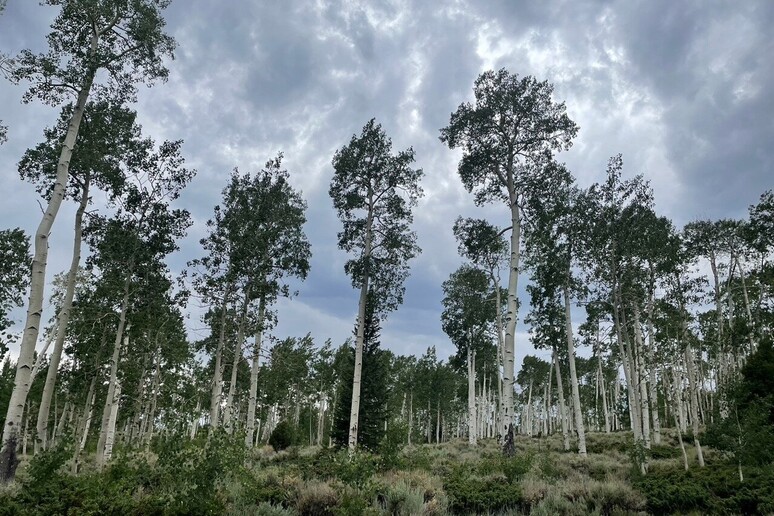 Il sistema di pioppi che formano il grande organismo di Pando, nello Utah (fonte: J. Rice) - RIPRODUZIONE RISERVATA