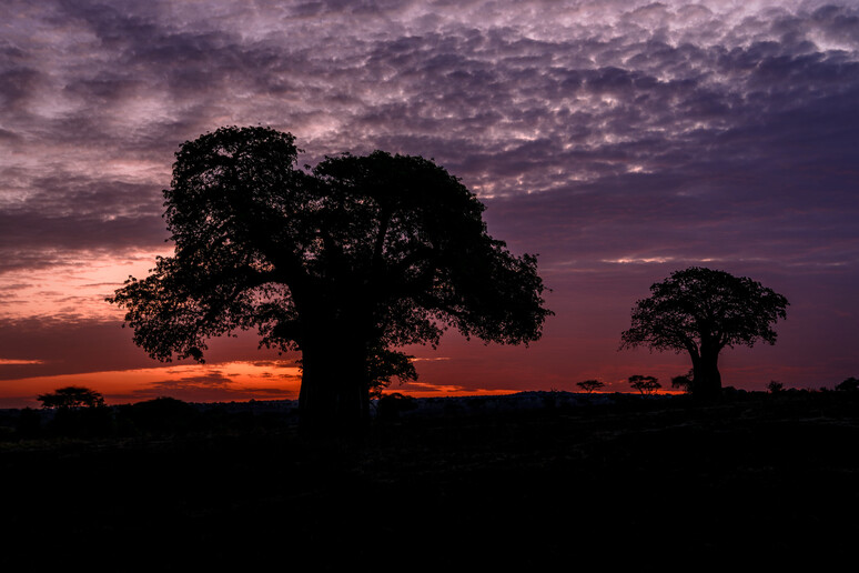 Baobab in Tanzania (fonte: Diana Robinson, da Flickr) - RIPRODUZIONE RISERVATA