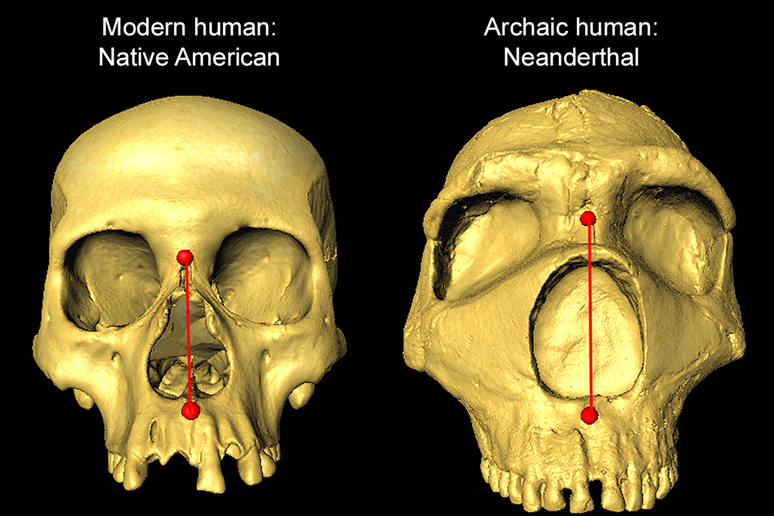 La differenza nell 'altezza del naso tra un umano moderno (a sinistra) e un Neanderthal (a destra) (fonte: Dr Kaustubh Adhikari, UCL) - RIPRODUZIONE RISERVATA