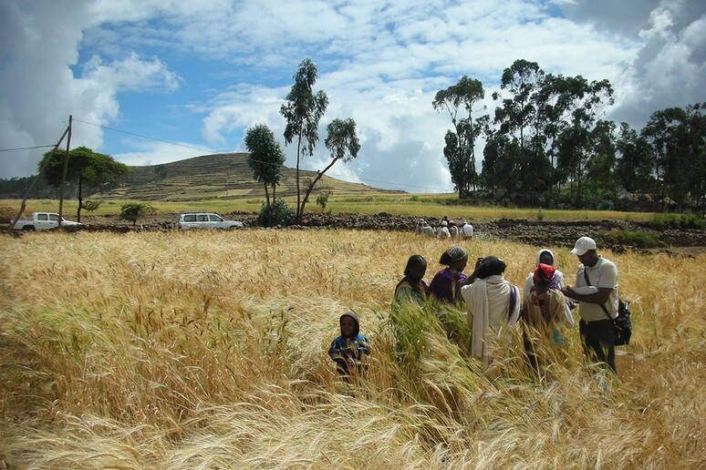 La collaborazione in ricerca e innovazione fra Italia e Africa è incentrata sui temi dell 'agricoltura sostenibile (fonte: Scuola Superiore Sant 'Anna) - RIPRODUZIONE RISERVATA