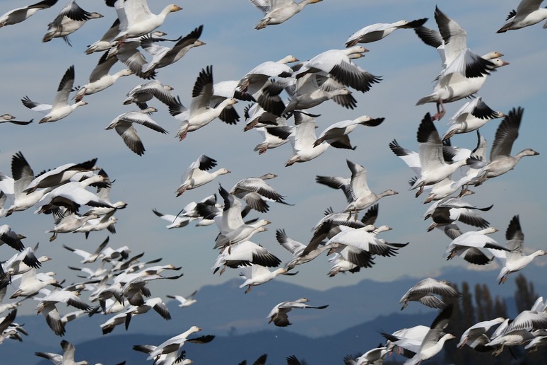 Climate, the resilience of birds depends on how they migrate. (Credit: Pixabay) - RIPRODUZIONE RISERVATA
