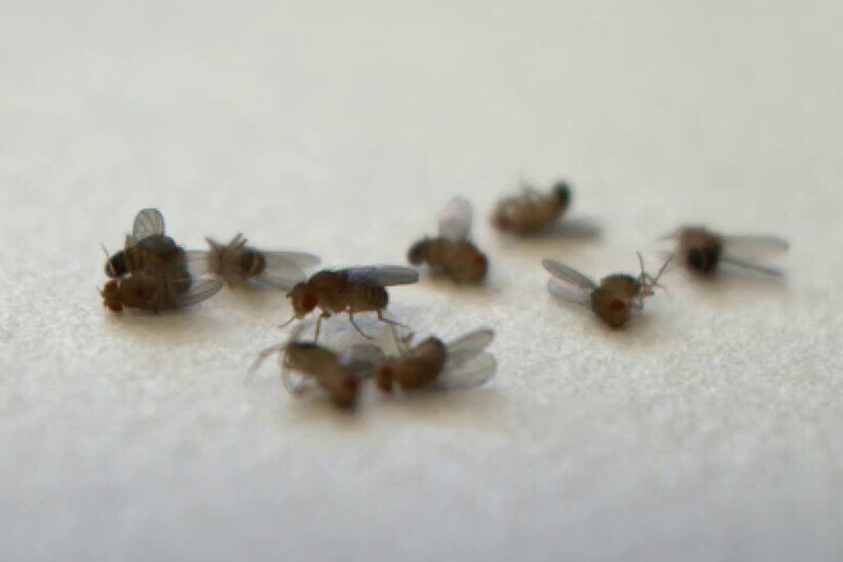 La percezione della morte induce i moscerini a invecchiare prima (fonte: Christi Gendron) - RIPRODUZIONE RISERVATA