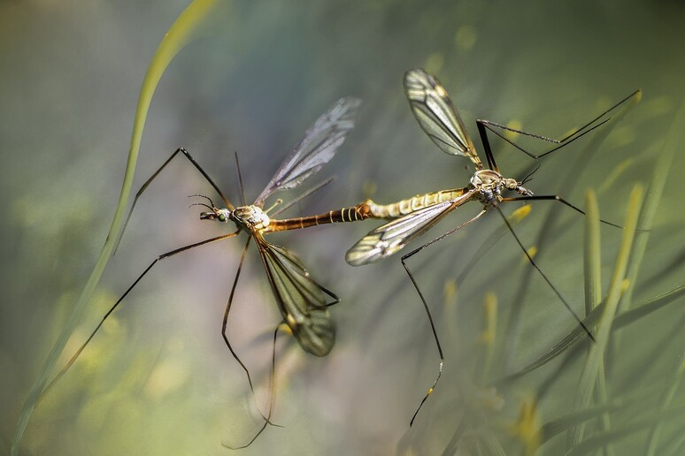 Love stories between mosquitoes become a weapon against malaria. (Credit: Pixabay) - RIPRODUZIONE RISERVATA