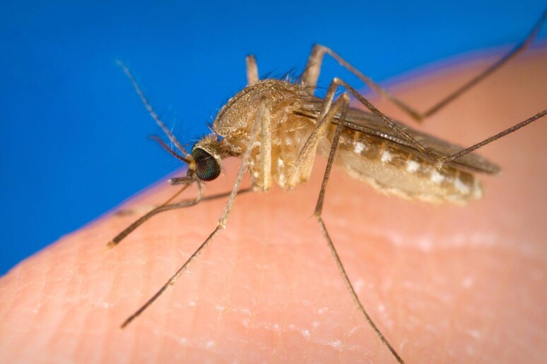 Allarme zanzare dall 'Ecdc, Italia prima per virus del Nilo © ANSA/EPA