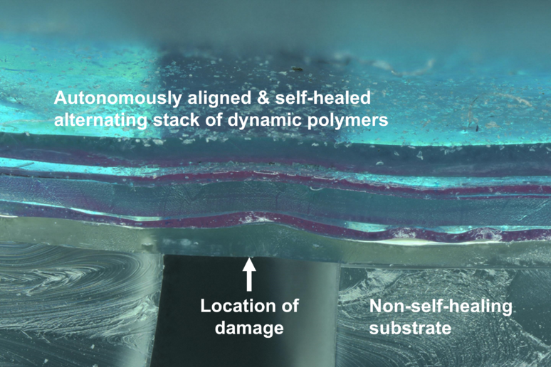 La e-pelle in grado di auto-ipararsi vista al microscopio, con la sua strattura a strati (fonte: Bao Group, Stanford U) - RIPRODUZIONE RISERVATA